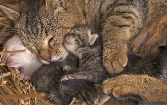 名画座2本立て2月のラインナップ決定！