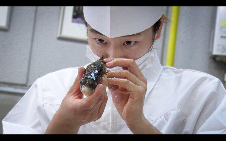 GUN FISH　あなたの知らないフグの世界