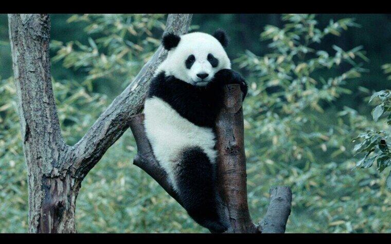 ※配布終了　2/6(金)～『パンダのすごい世界』入場者特典のお知らせ